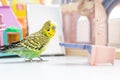 Funny budgerigar. Cute green budgie parrot near a toy castle and plays with mirror. Pet bird and its toys