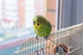 Funny budgerigar. Cute green budgie parrot sits on a finger and looking at the camera Royalty Free Stock Photo