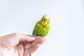 Funny budgerigar. Cute green budgie parrot sits on a finger and looking at the camera