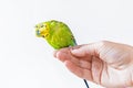 Funny budgerigar. Cute green budgie parrot sits on a finger and looking at the camera Royalty Free Stock Photo