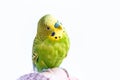 Funny budgerigar. Cute green budgie parrot sits on a finger and looking at the camera Royalty Free Stock Photo