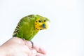 Funny budgerigar. Cute green budgie parrot sits on a finger and looking at the camera Royalty Free Stock Photo