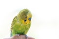 Funny budgerigar. Cute green budgie parrot sits on a finger and looking at the camera