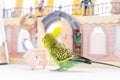 Funny budgerigar. Cute green budgie parrot sits on window sill plays with mirror. Pet bird and its toys