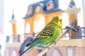 Funny budgerigar. Cute green budgie parrot sits on wooden stairs near toy castle and plays with bell