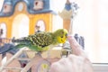 Funny budgerigar. Cute green budgie parrot sits on wooden stairs and playing with finger humon