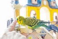Funny budgerigar. Cute green budgie a parrot sits on a wooden stairs playing with a finger humon