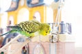 Funny budgerigar. Cute green budgie a parrot sits on wooden stairs and plays with bell. Pet bird and its toys