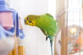 Funny budgerigar