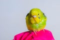 Funny budgie. A cute yellow budgie parrot is sitting on the girls hand. Tamed pet Royalty Free Stock Photo