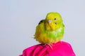 Funny budgie. A cute yellow budgie parrot is sitting on the girls hand. Tamed pet Royalty Free Stock Photo