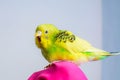 Funny budgie. A cute yellow budgie parrot is sitting on the girls hand. Tamed pet Royalty Free Stock Photo