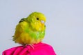 Funny budgie. A cute yellow budgie parrot is sitting on the girls hand. Tamed pet Royalty Free Stock Photo