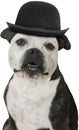 Funny Bulldog, Dog, Derby, Isolated