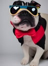 Funny bulldog dressed in studio