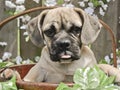 Funny Bulldog Mix Puppy Royalty Free Stock Photo