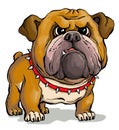 Funny portrait of a muscular bulldog in a strict collar