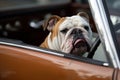 funny bulldog sitting in car with open window
