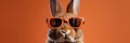 Funny bunny in glasses. Concept banner on the theme of education with empty space for text. Cute bunny on orange Royalty Free Stock Photo