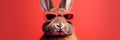 Funny bunny in glasses. Concept banner on the theme of education with empty space for text. Cute bunny on red background Royalty Free Stock Photo