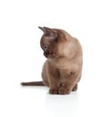 Funny Burmese cat or kitten sitting on white