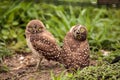 Funny Burrowing owl Athene cunicularia tilts its head outside it
