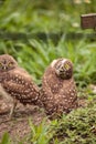 Funny Burrowing owl Athene cunicularia tilts its head outside it Royalty Free Stock Photo