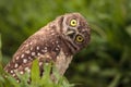 Funny Burrowing owl Athene cunicularia tilts its head outside it Royalty Free Stock Photo