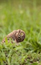 Funny Burrowing owl Athene cunicularia tilts its head outside it Royalty Free Stock Photo