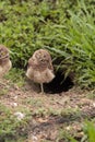 Funny Burrowing owl Athene cunicularia tilts its head outside it Royalty Free Stock Photo