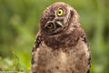 Funny Burrowing owl Athene cunicularia tilts its head outside it