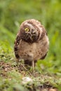 Funny Burrowing owl Athene cunicularia tilts its head outside it