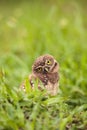 Funny Burrowing owl Athene cunicularia tilts its head outside it