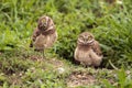 Funny Burrowing owl Athene cunicularia tilts its head outside it