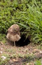 Funny Burrowing owl Athene cunicularia tilts its head outside it