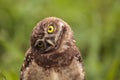 Funny Burrowing owl Athene cunicularia tilts its head outside it Royalty Free Stock Photo