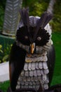 Funny Burrowing owl image hd
