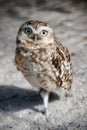 Funny Burrowing owl Speotyto cunicularia