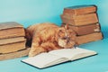 The cat is tired of reading and fell asleep on the book Royalty Free Stock Photo