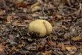 Exotic fall fungi flora in seasonal setting Royalty Free Stock Photo