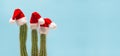 Funny cactus Christmas decoration red Santa Claus hat