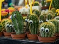 Funny cactus with eyes