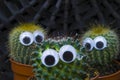 Funny cactus family, three little succulent cacti with plastic eyes Royalty Free Stock Photo