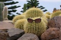 Funny cactus with glasses