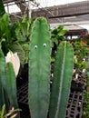 Funny cactus with googly eyes walmart