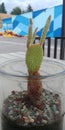 Funny cactus in a jar at a coffee shop