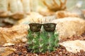 Funny cactus with sunglasses at the garden