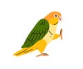 Funny caique, tropical bird. Cute white-bellied yellow-headed parrot. Amusing exotic green-winged birdie going, walking