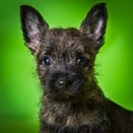 Cairn Terrier puppy dog on green summer background Royalty Free Stock Photo