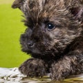 Funny Cairn Terrier puppy dog muzzle close-up Royalty Free Stock Photo